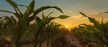 Corn Field In Sunset
