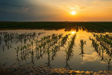 Wall Mural - Flooded young corn field plantation with damaged crops in sunset