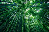Photograph of park of bamboo forest