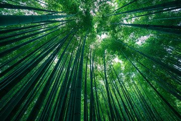 Wall Mural - Photograph of park of bamboo forest