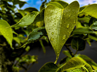 water drops on a leaf