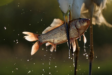Close Up Of Egret Catching Fish