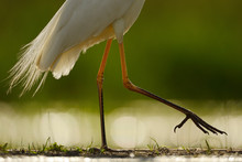 Legs Of A Great White Egret