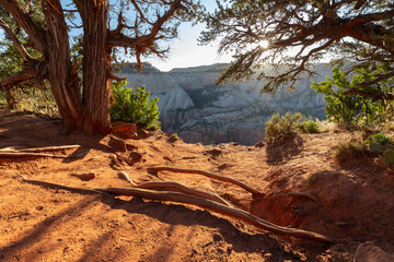 An opening between two juniper trees along a hiking trail provides a view of the canyon walls opposite.