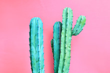 Fashion Blue Colored Cactus On Pastel Pink Background. Trendy Tropical Cacti Plant Close-up. Art Concept. Creative Fashionable Style. Sweet Summer Mood