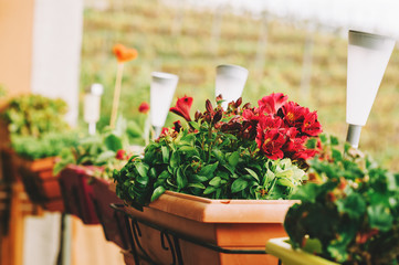 Sticker - Red amaryllis flowers growing in pots on the balcony