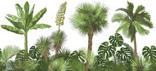 Vector Tropical Palms, Plants, Leaf, Foliage, Monstera