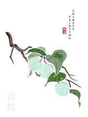 Wall Mural - Watercolor Chinese ink paint art illustration nature plant from The Book of Songs Plum. Translation for the Chinese word : Plant and Plum