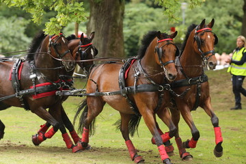 Four horses racing at elite level in Gothenburg, Sweden during summer