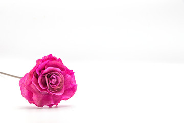 Dried pink rose flower isolate  on whit background.