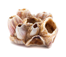 Dry Barnacles Shells