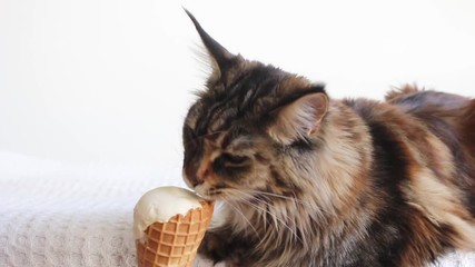 Wall Mural - Cute tabby maine coon cat eating ice cream in waffle cup on white background