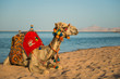 camel in colorful traditional decorated saddle at summer seacoast background