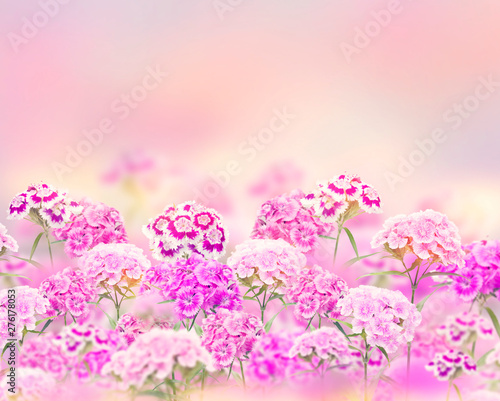 Pink and purple carnation flowers  for  background