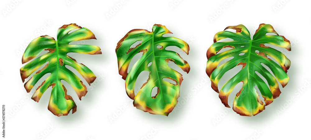 Tropical green yellow drying monstera leaves on white background vector  set. Beautiful botanical isolated design element, tropic jungle palm plant,  exotic philodendron dry leaf in realistic style Stock Vector | Adobe Stock