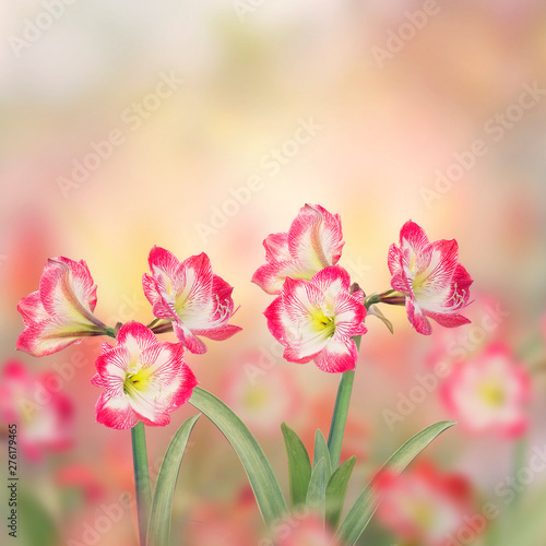 Amaryllis flowers in the garden