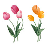 Fototapeta Tulipany - Watercolor hand painted tulips bouquet. Colorful tulips on white background. Botanical illustration.