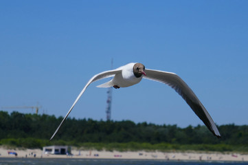 Flying seagull at the seaside in the blue sky