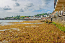 Swanage Beach Covered In Brown Seaweed At The Outgoing Tide On A Summer Morning