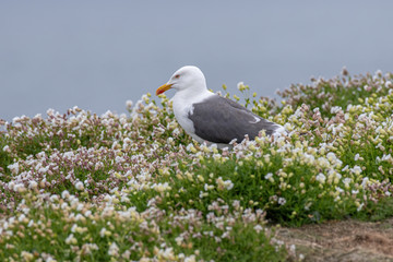 Wall Mural - Side view of Lesser black-backed gull (Larus fuscus)