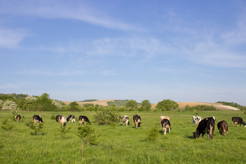 The landscape of the cow in the pasture,In the morning the shepherd grazing cows on the grass