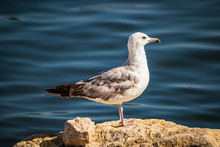 Seagull Standing On The Rock By The Sea. Black Sea In Constanta, Romania. 