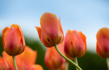 Wall Mural - Isolated tulip flower on soft defocused background of more colorful blooms.  Beautiful blooms from low angle. Beautiful spring day with blue sky and white clouds. Unique perspective. 