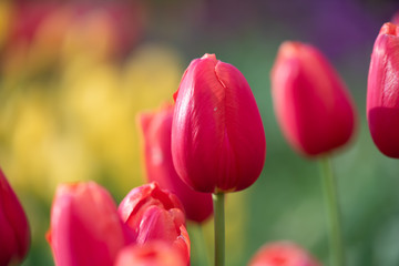 Wall Mural - Isolated tulip flower on soft defocused background of more colorful blooms.  Beautiful blooms from low angle. Beautiful spring day with blue sky and white clouds. Unique perspective. 