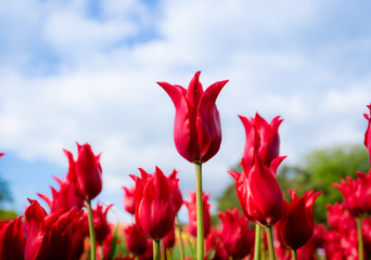 Wall Mural - Tulip field. Beautiful blooms from low angle. Beautiful spring day with blue sky and white clouds. Unique perspective. 