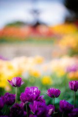 Wall Mural - Defocused field of tulips for background. Colorful blooms from low angle. 
