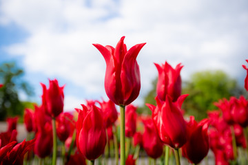Wall Mural - Tulip field. Beautiful blooms from low angle. Beautiful spring day with blue sky and white clouds. Unique perspective. 