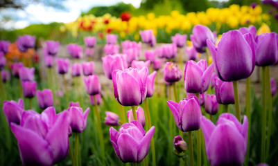 Wall Mural - Tulip field. Beautiful blooms from low angle. Beautiful spring day with blue sky and white clouds. Unique perspective. 