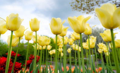Wall Mural - Tulip field. Beautiful blooms from low angle. Beautiful spring day with blue sky and white clouds. Unique perspective. 