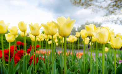 Wall Mural - Tulip field. Beautiful blooms from low angle. Beautiful spring day with blue sky and white clouds. Unique perspective. 