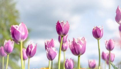 Wall Mural - Tulip field. Beautiful fancy frills, blooms from low angle. Beautiful spring day with blue sky and white clouds. Unique perspective. 