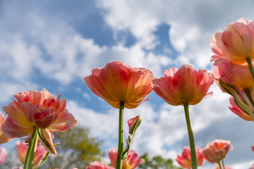 Wall Mural - Tulip field. Beautiful blooms from low angle. Beautiful spring day with blue sky and white clouds. 