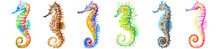 Group Of Colorful Seahorses, Panorama, Watercolor.