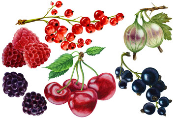 Raspberries, currants, cherries, blackberry, gooseberry, watercolor illustration.