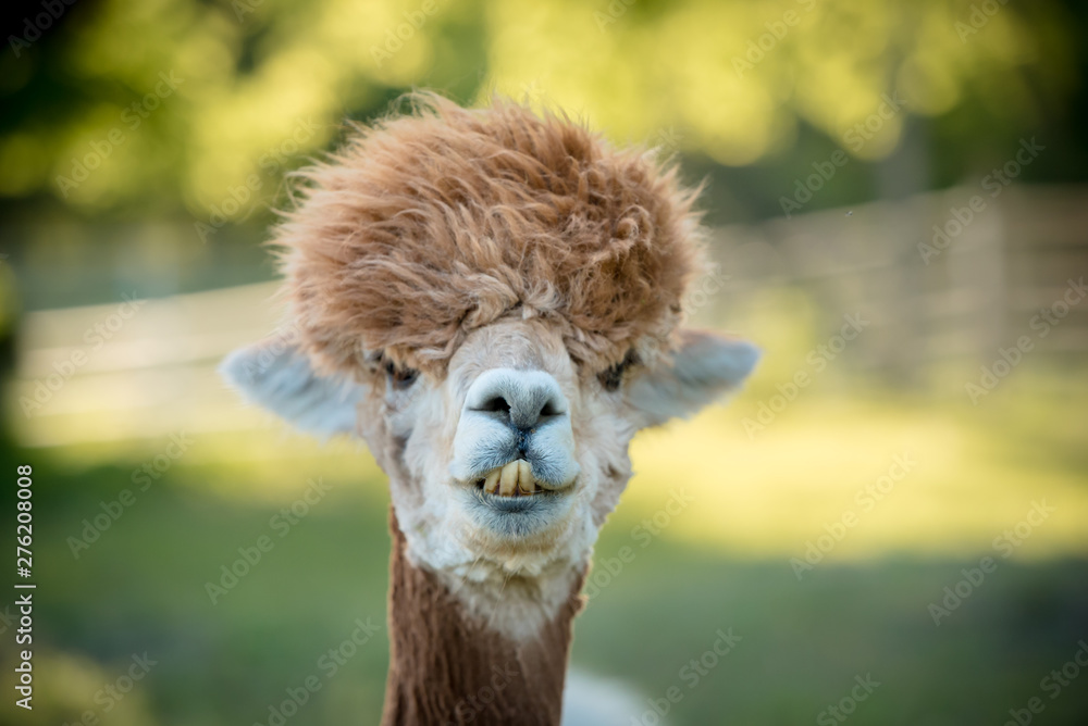 portrait of a alpaca, isolated face. cute funny expression - obrazy, fototapety, plakaty 