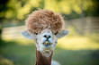 portrait of a alpaca, isolated face. cute funny expression