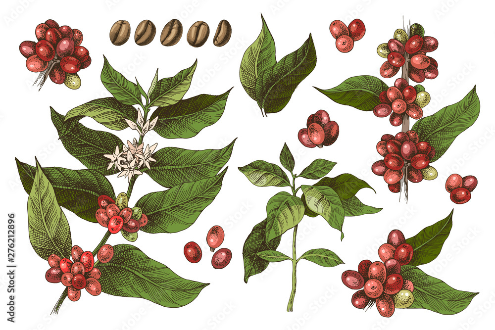 Hand drawn set of colorful coffee tree branches and beans Stock Vector ...
