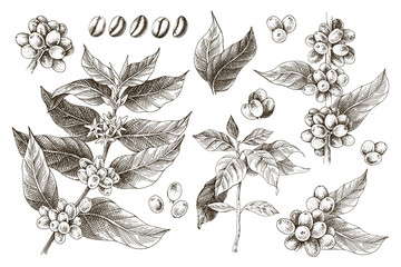 Hand drawn set of coffee tree branches and beans