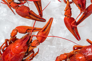 top view of red lobsters on white background with ice cubes