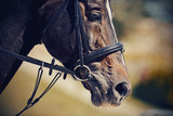 Fototapeta Konie - The muzzle is sports brown stallion in the bridle. Dressage horse.