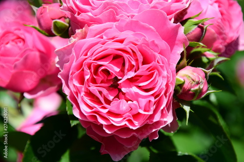 Rosen Rosenbusch In Der Farbe Rosa Kletterrosen Im Garten