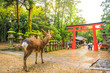 Wild deer and red Torii gate of Kasuga Taisha Shine, one of the most popular temples, Nara Park, Nara, Japan