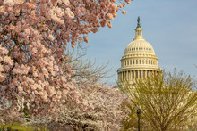 View Of The Capitol Building And Spring Blossom, Washington D.C.