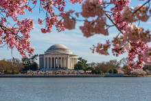 Thomas Jefferson Memorial, Tidal Basin And Cherry Blossom Trees, Washington D.C.