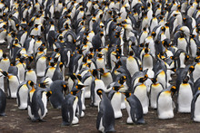 View From High Viewpoint Onto A Dense King Penguin (Aptenodytes Patagonicus) Colony At Volunteer Point, Falkland Islands