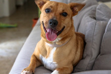 Adorable Happy Smiling Dog On The Couch Sofa 